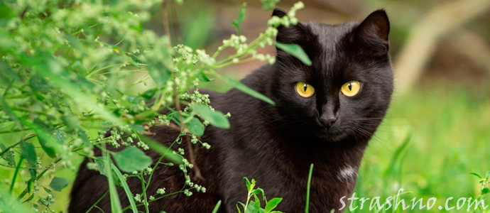 черный кот на даче
