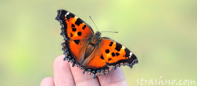 яркая бабочка