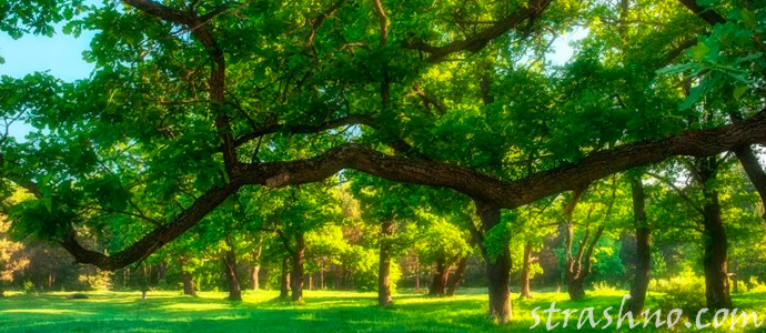 дубовый лес