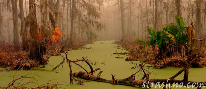 страшное болото