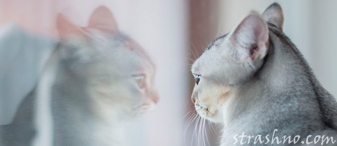 кот смотрит в окно