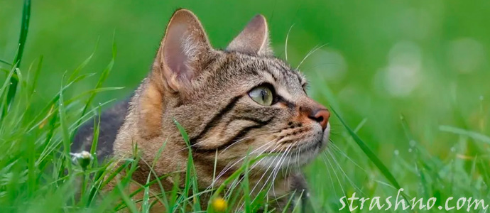 приснился серый кот