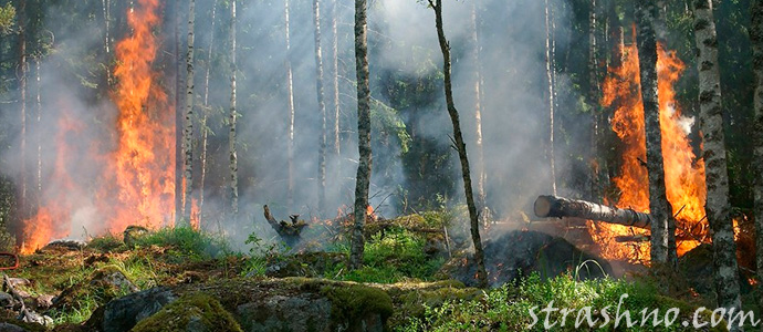 пожар в тайге