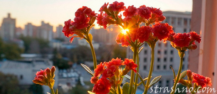 цветок каланхоэ