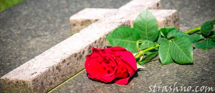 тюльпан на заброшенной могиле