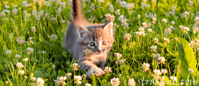 маленький котенок