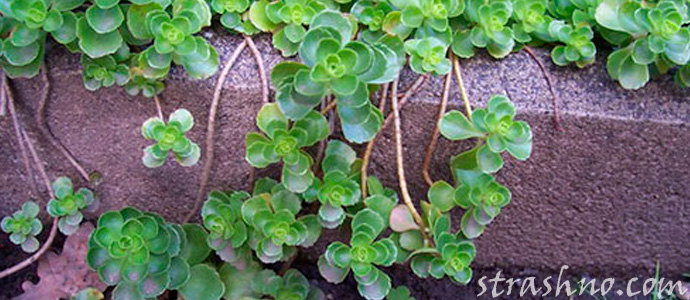 плющ на надгробии