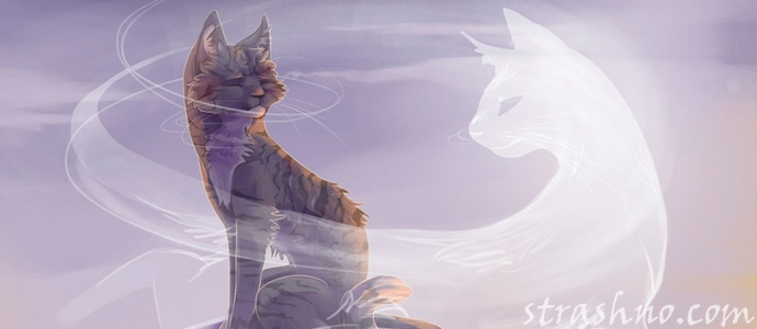 душа умершего кота