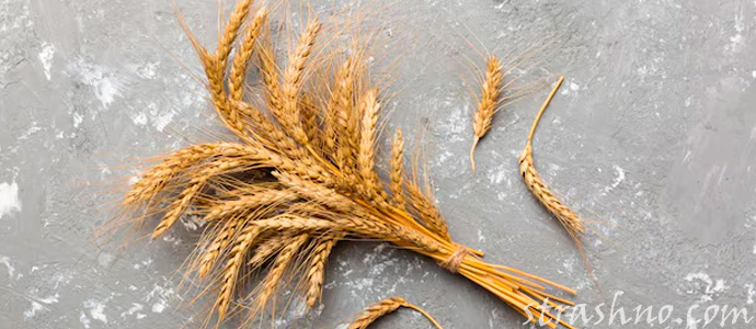 оберег из колосьев пшеницы