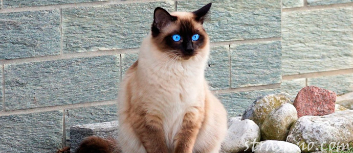 призрак кошки