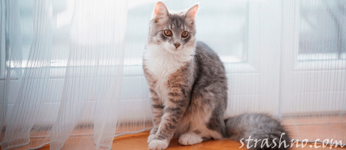 домашняя кошка