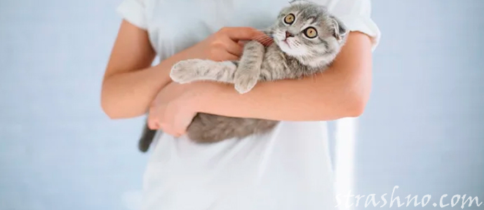 приснился котенок