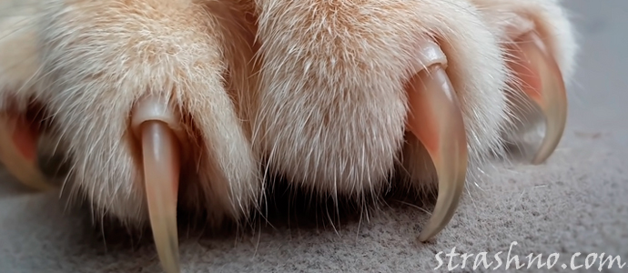когтистая лапа