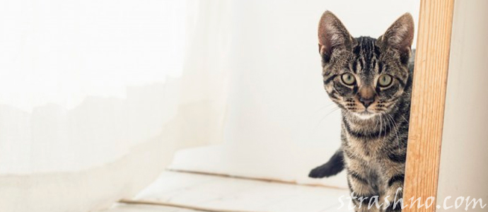 серая кошка