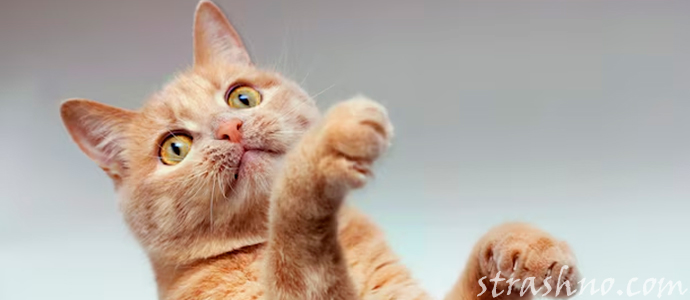 рыжий кот