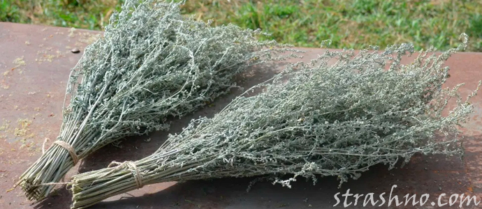 веник из полыни для бани