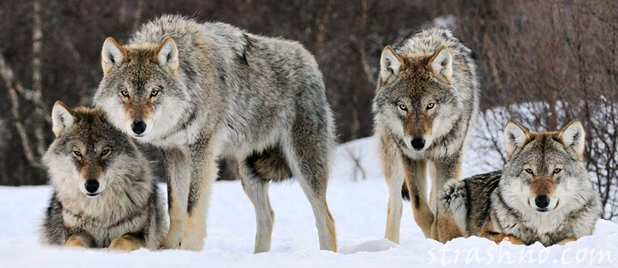 стая волков в лесу зимой