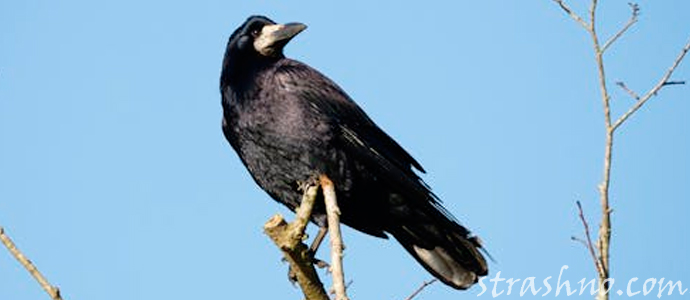 ворон на кладбище
