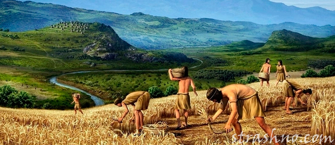 сбор урожая в древние времена