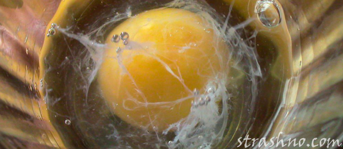 выкатка порчи яйцом