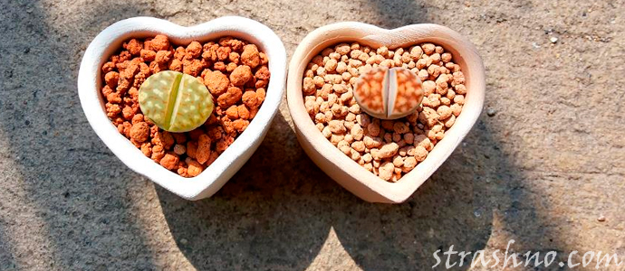 магический ритуал на камни в горшке