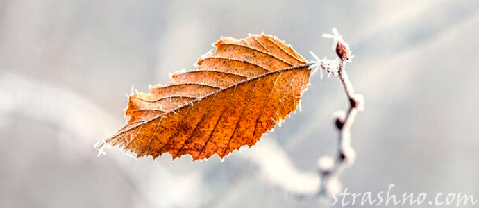 предчувствие смерти