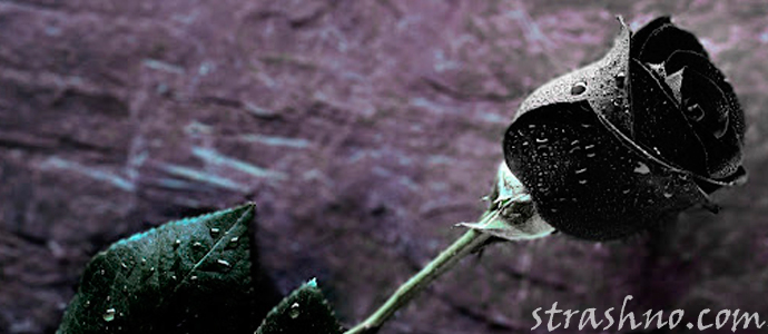 порча на черные розы