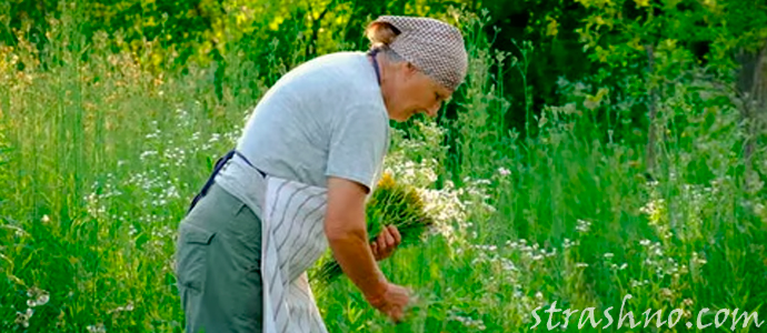 женщина собирает лекарственные травы