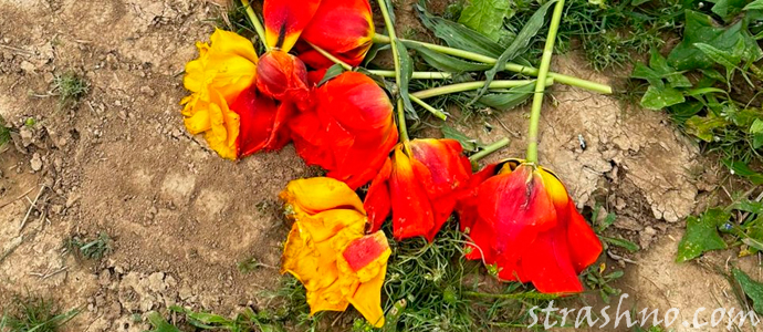 сорванные тюльпаны