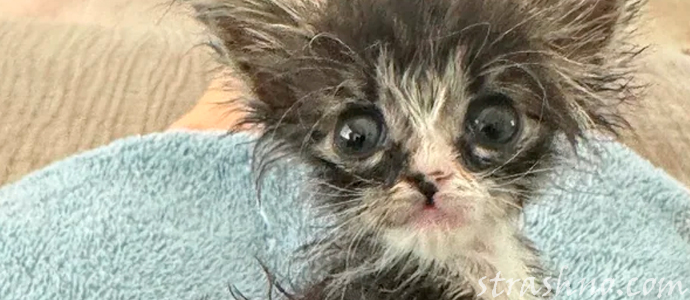 котенок и домовой