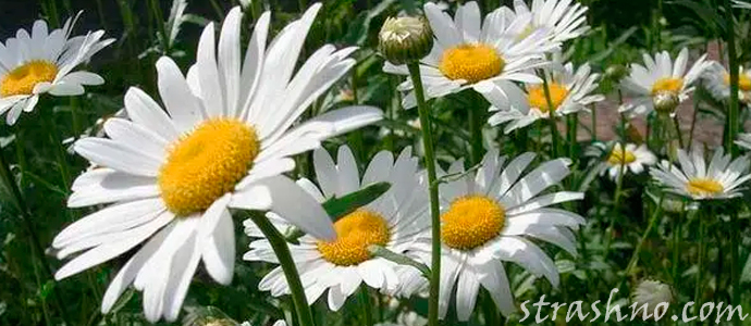 белые ромашки